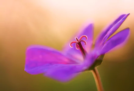 macro nature purple flower flower geranium HD Desktop Wallpaper | Background Image