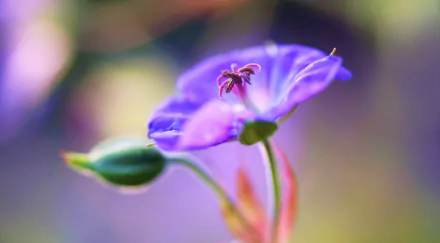 macro purple flower flower nature geranium HD Desktop Wallpaper | Background Image
