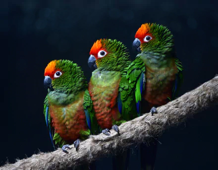 HD desktop wallpaper featuring three vibrant green and orange macaw parrots perched on a branch against a dark background.
