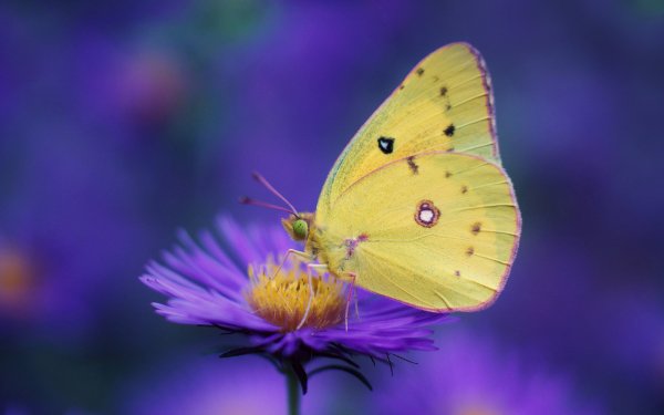 Animal Butterfly Insects Insect Macro Flower Purple Flower Blur HD Wallpaper | Background Image