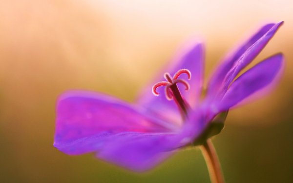 Nature Geranium Flowers Flower Purple Flower Macro HD Wallpaper | Background Image