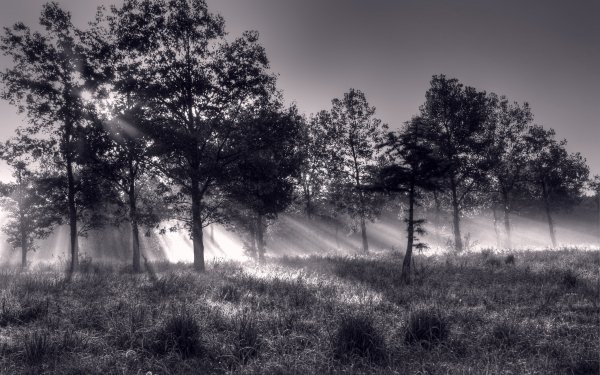 Earth Sunbeam Nature Forest Black & White HD Wallpaper | Background Image