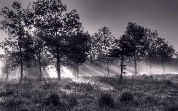 Black and white HD desktop wallpaper featuring a forest scene with sunbeams streaming through tall trees and misty underbrush in a natural setting.
