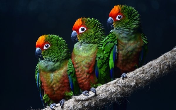 Animal Parrot Birds Parrots Macaw HD Wallpaper | Background Image