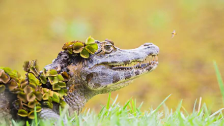 blur Animal alligator HD Desktop Wallpaper | Background Image