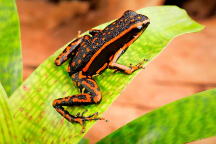 Animal Poison dart frog HD Desktop Wallpaper | Background Image