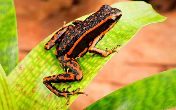 Animal Poison dart frog HD Desktop Wallpaper | Background Image
