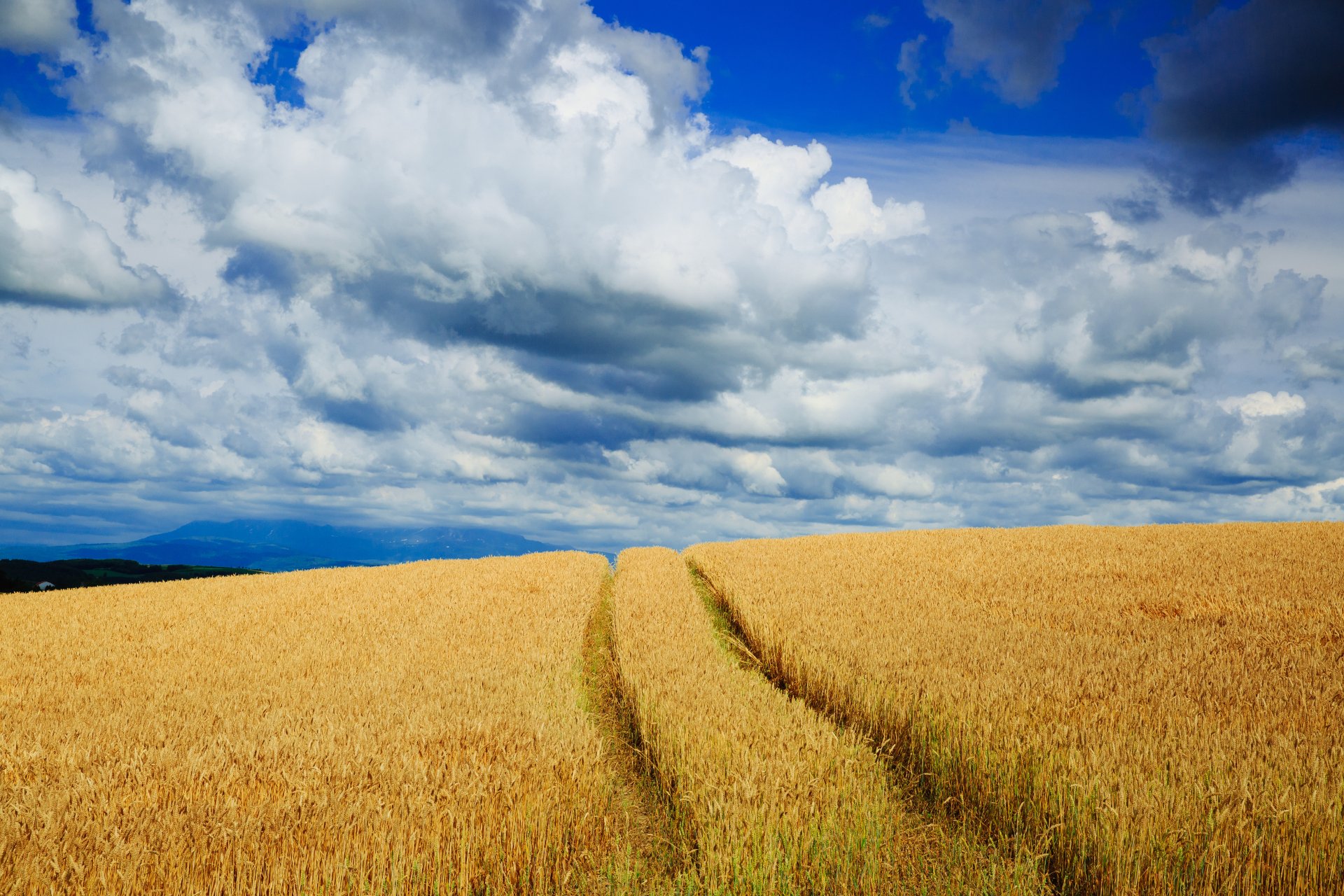 4 fields. В поле. Русское поле. Поле пшеницы. Aole