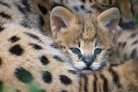 cat Animal serval HD Desktop Wallpaper | Background Image