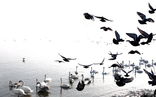 Animal Swan Birds Swans Bird HD Wallpaper | Background Image