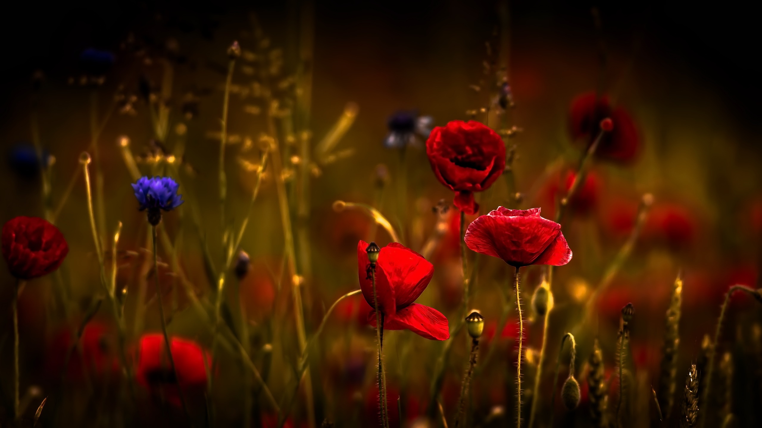 nature-poppy-hd-wallpaper