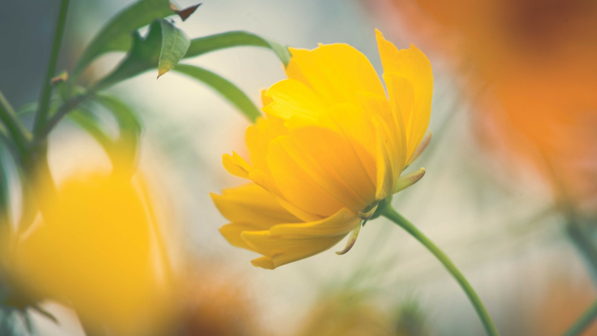 Download Blur Yellow Flower Closeup Nature Flower 4k Ultra HD Wallpaper