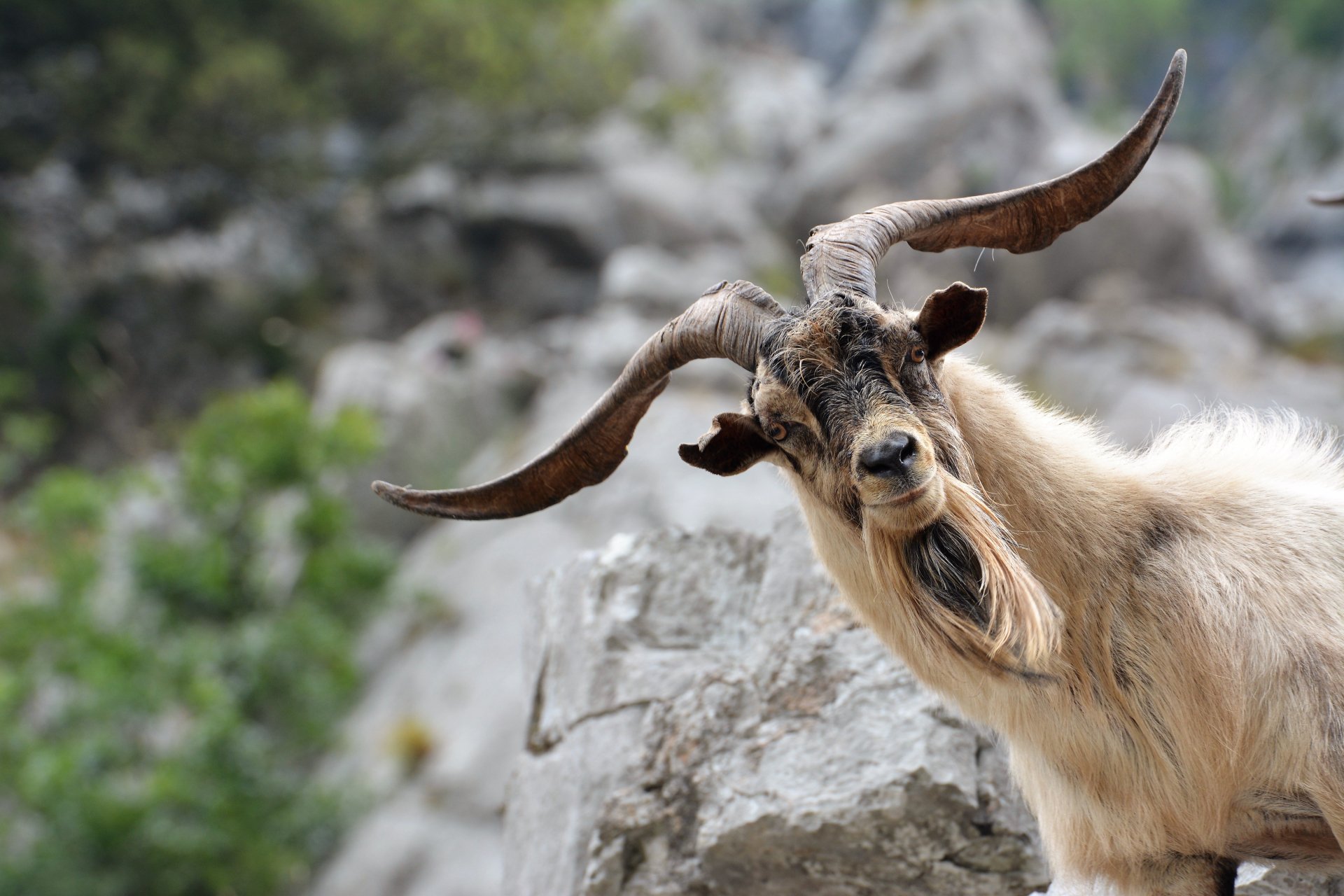 Goat Art animal dark fur horns light moody nature night HD phone  wallpaper  Peakpx