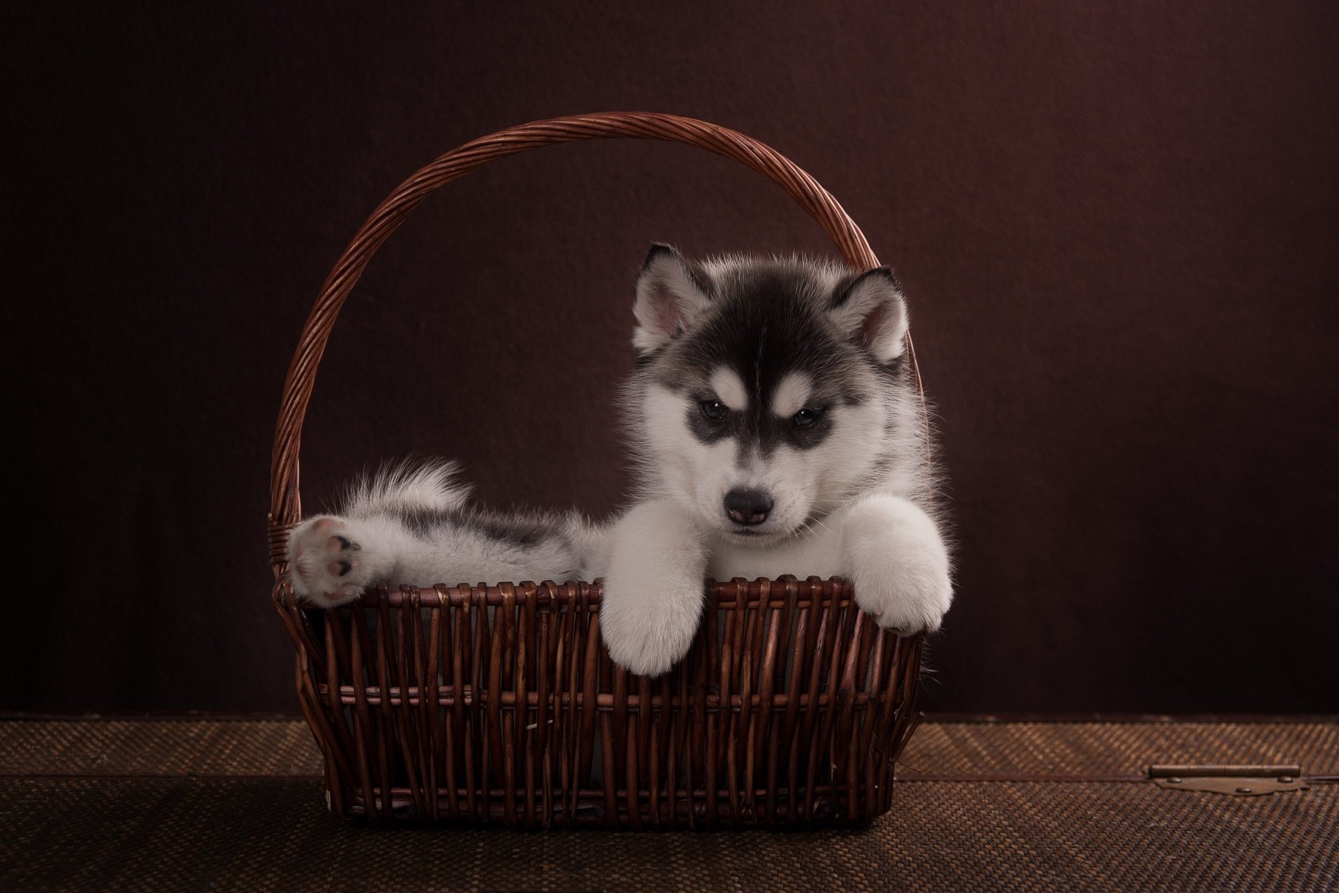 HD desktop wallpaper featuring an adorable husky puppy resting in a woven basket against a dark background.