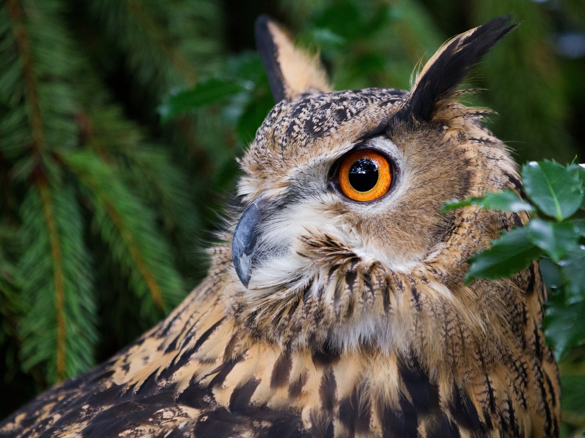 Majestic Owl Eye HD Wallpaper: Nature's Watchful Wonder, image size:1920x1440