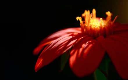 petal nature flower HD Desktop Wallpaper | Background Image