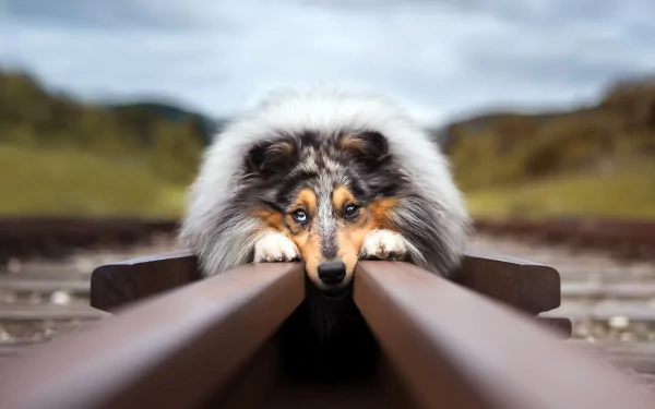 HD PC wallpaper: a rough collie dog lying between railroad tracks, face centered and sharp against a blurred, out-of-focus background.