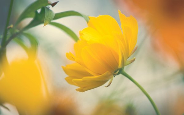 Nature Flower Flowers Close-Up Yellow Flower Blur HD Wallpaper | Background Image