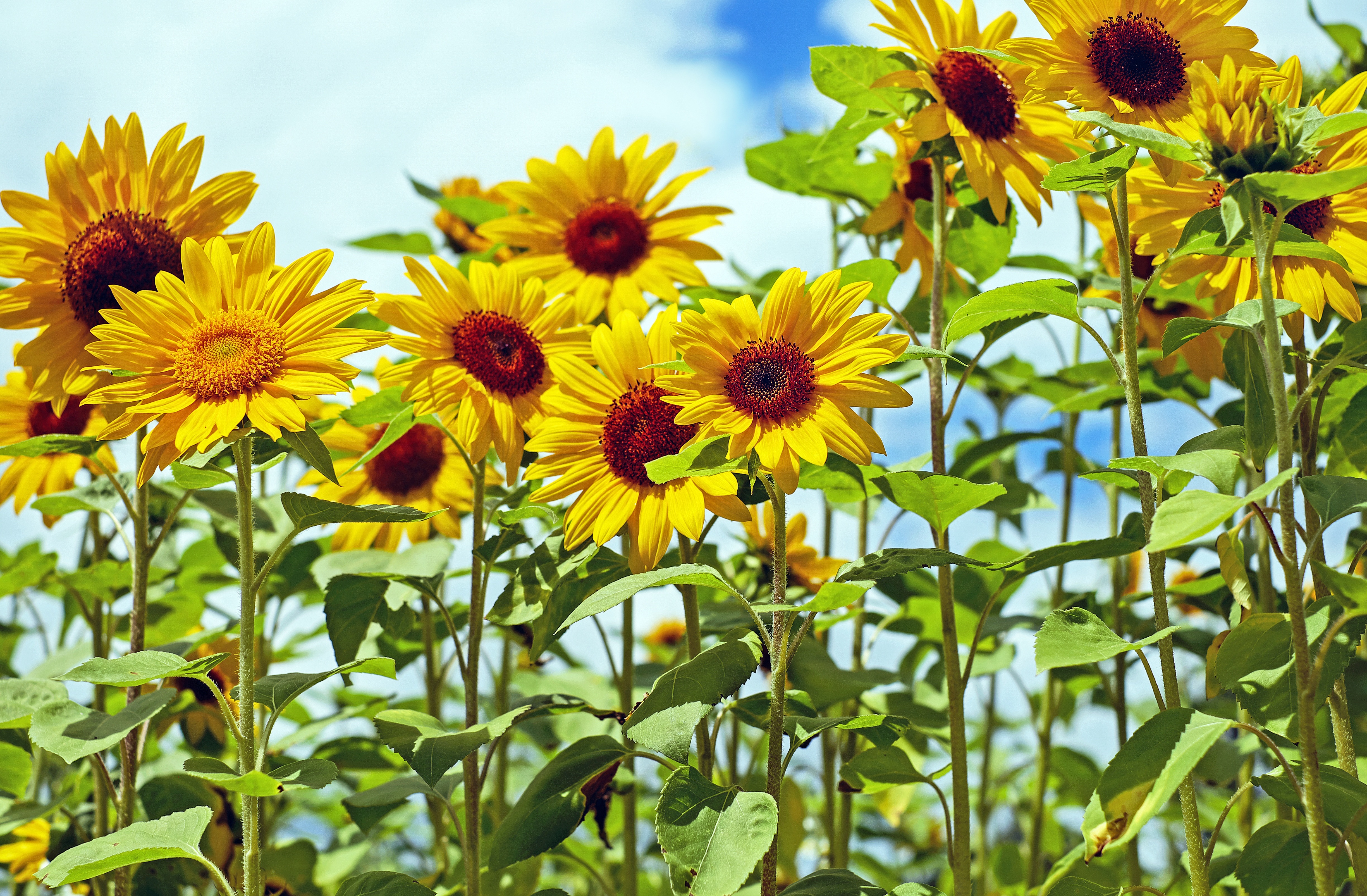 Sunflower plant. Подсолнечник (Helianthus). Подсолнух Кримсон. Подсолнечник 'Пачино' (желтый, микс).