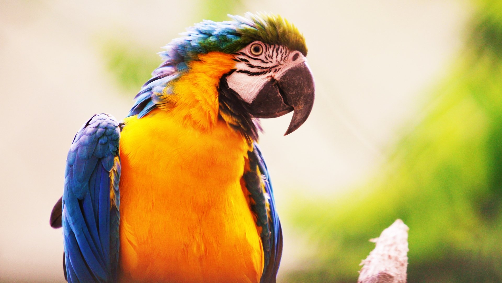 Friendly Parrot by Hieu353Extrope
