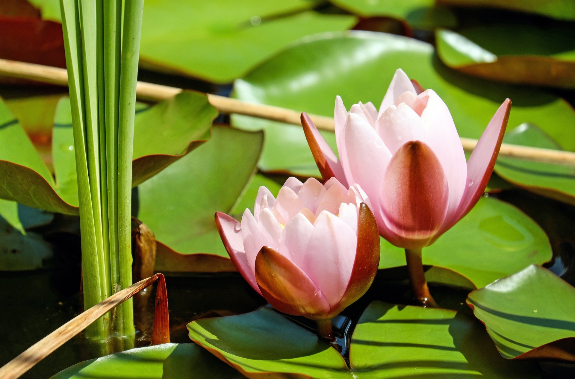 Water Lily 4k Ultra HD Wallpaper by Couleur