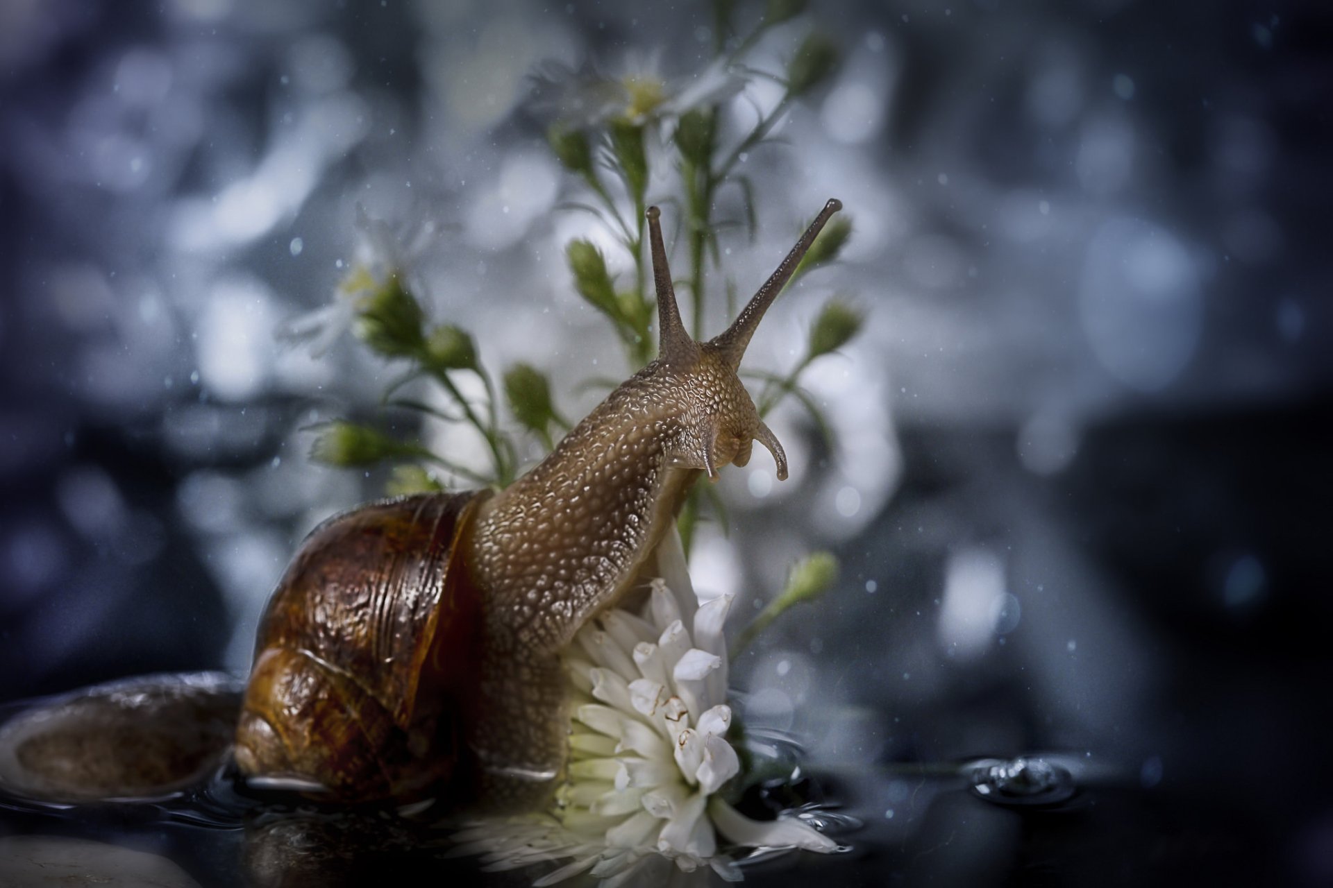 Snail HD Wallpaper | Background Image | 2048x1365 | ID:725956