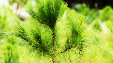  Green Shrub