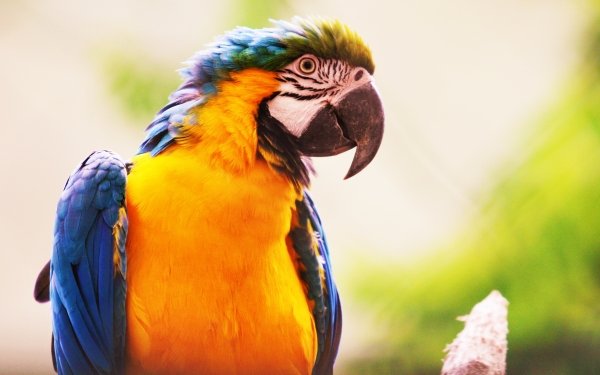 Animal Blue-and-yellow Macaw Birds Parrots Macaw Bird HD Wallpaper | Background Image