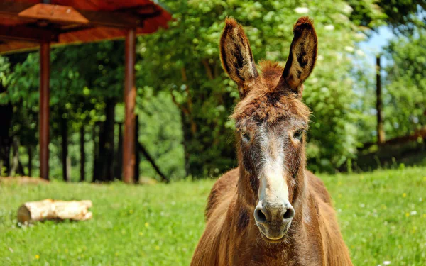 HD desktop wallpaper featuring a donkey standing on lush green grass with trees and a wooden structure in the background on a sunny day.