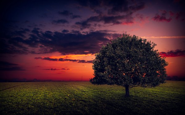 Earth Tree Trees Nature Landscape Sunset Lonely Tree Field Sky Cloud HD Wallpaper | Background Image