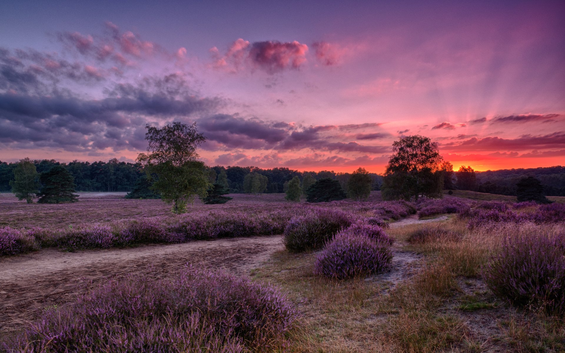 A vibrant sunrise over a lavender field, showcasing rich colors in the sky and lush nature, captured in stunning HDR detail, creating a serene landscape scene.