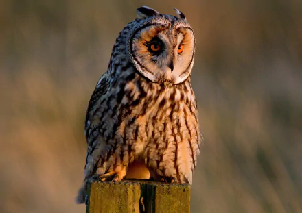  Long-eared owl