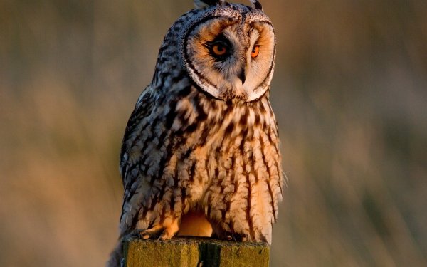 Animal Owl Birds Owls Long-Eared Owl Bird HD Wallpaper | Background Image