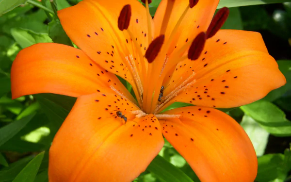 close-up orange flower tiger lily nature lily HD Desktop Wallpaper | Background Image