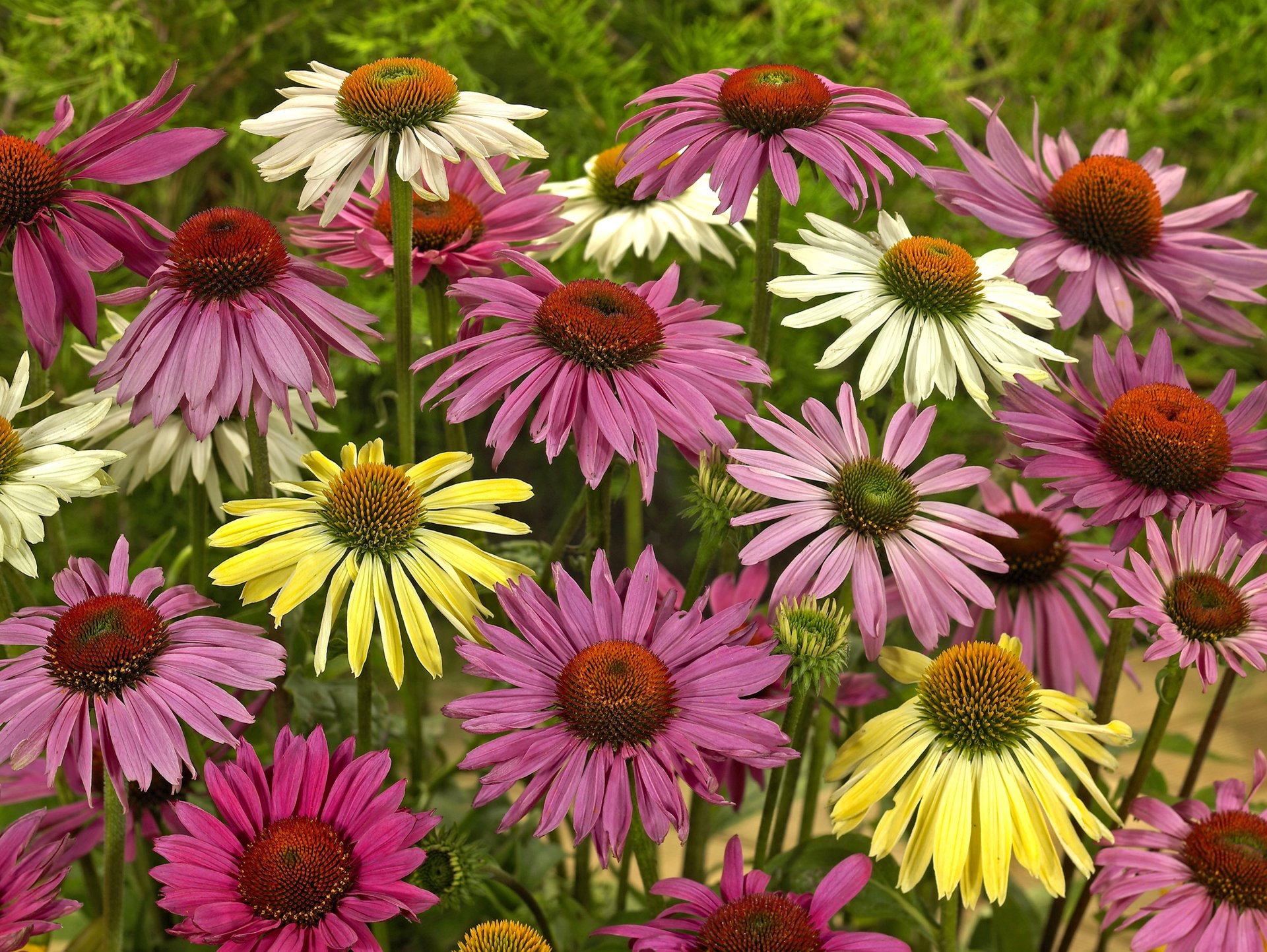 Vibrant HD wallpaper featuring a close-up of yellow, pink, and white echinacea daisies in full bloom, showcasing the beauty of nature.