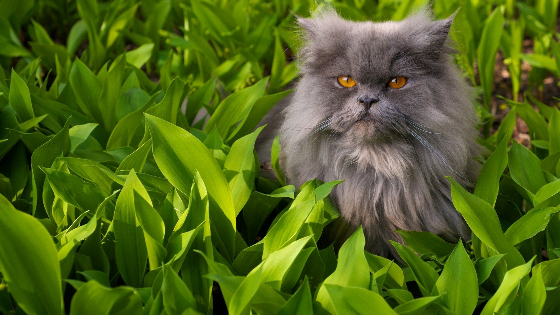 HD PC desktop wallpaper of a gray long-haired cat with amber eyes nestled among bright green plants, botanical background.