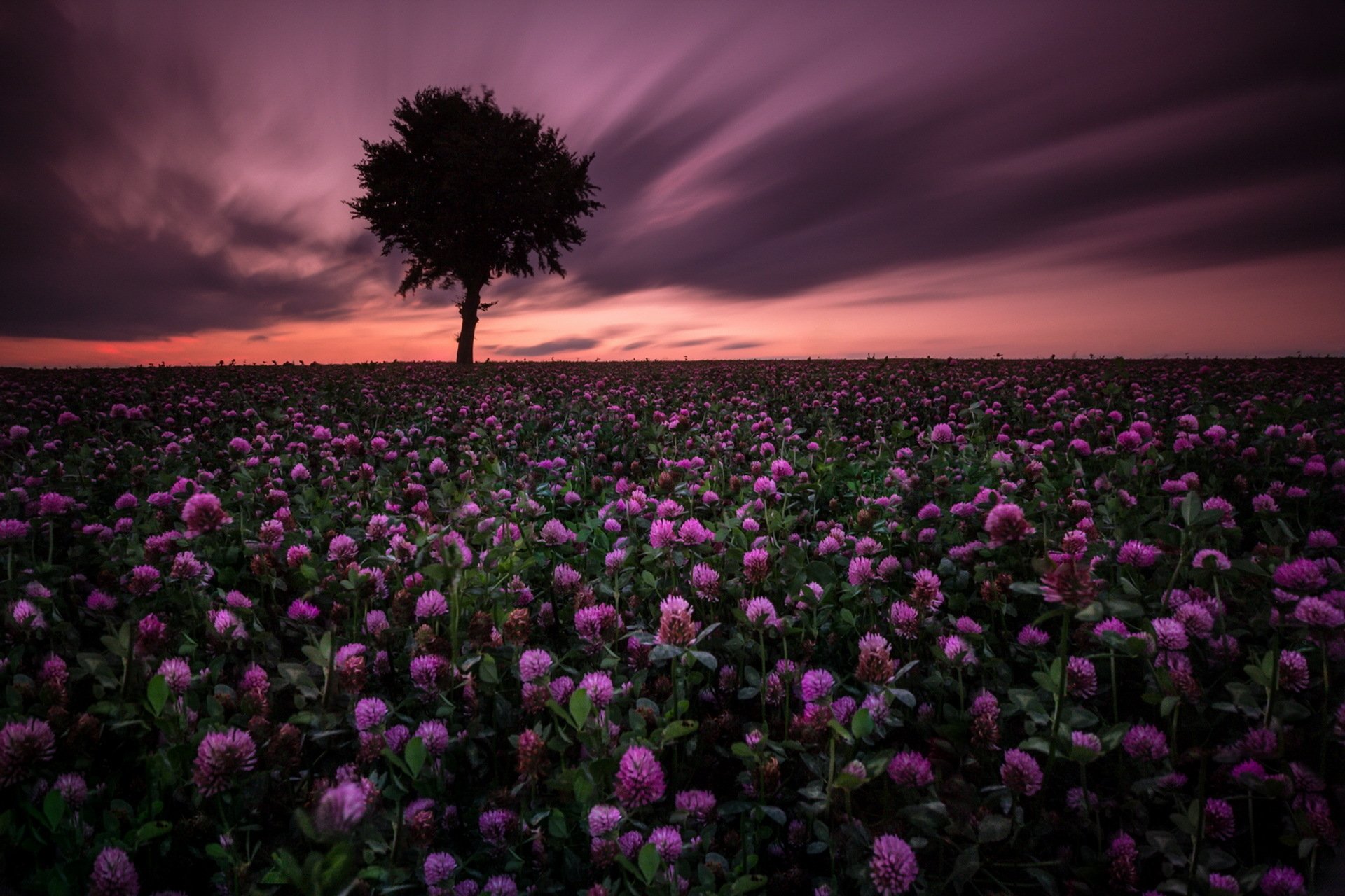 Download Sunset Field Purple Flower Lonely Tree Tree Nature Flower  HD Wallpaper