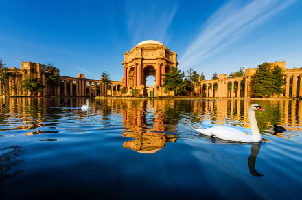 Reflection of the Palace of Fine Arts in San Francisco over a serene pond with a swan gliding across the water under a clear blue sky.