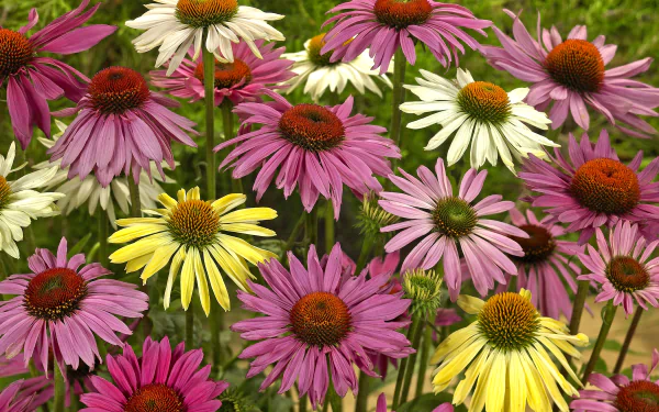 Vibrant HD wallpaper featuring a close-up of yellow, pink, and white echinacea daisies in full bloom, showcasing the beauty of nature.