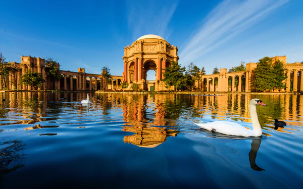 Reflection of the Palace of Fine Arts in San Francisco over a serene pond with a swan gliding across the water under a clear blue sky.