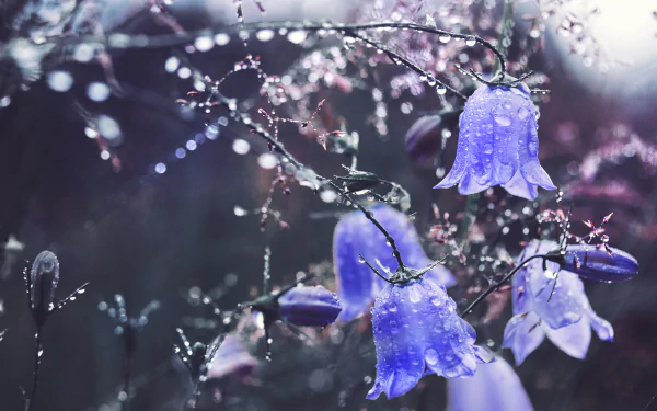 Close-up of dew-speckled blue bellflowers with water drops and soft bokeh — 2K Quad HD PC desktop wallpaper and background.