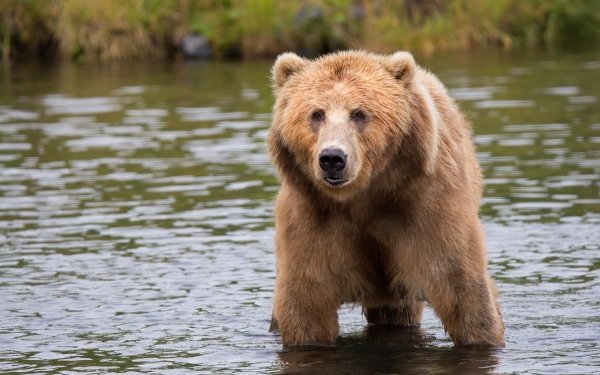 Animal Bear Bears Kodiak Bear HD Wallpaper | Background Image