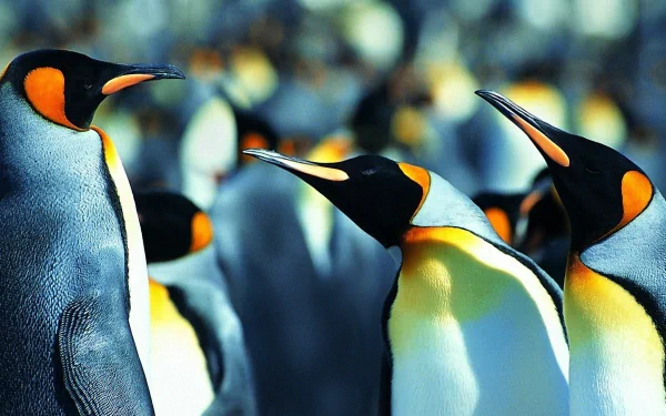  King Penguins