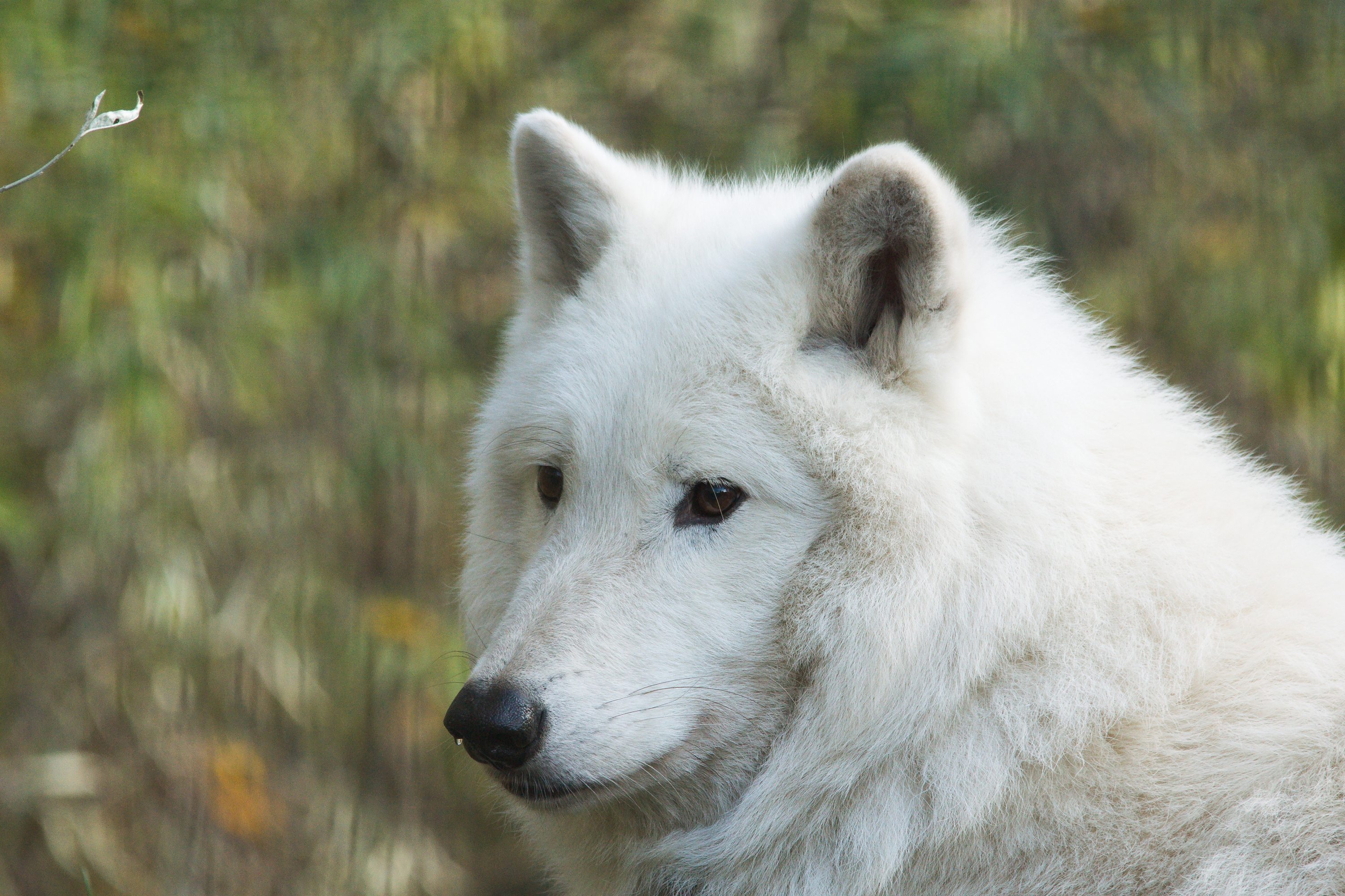 Animal Wolf HD Wallpaper | Background Image