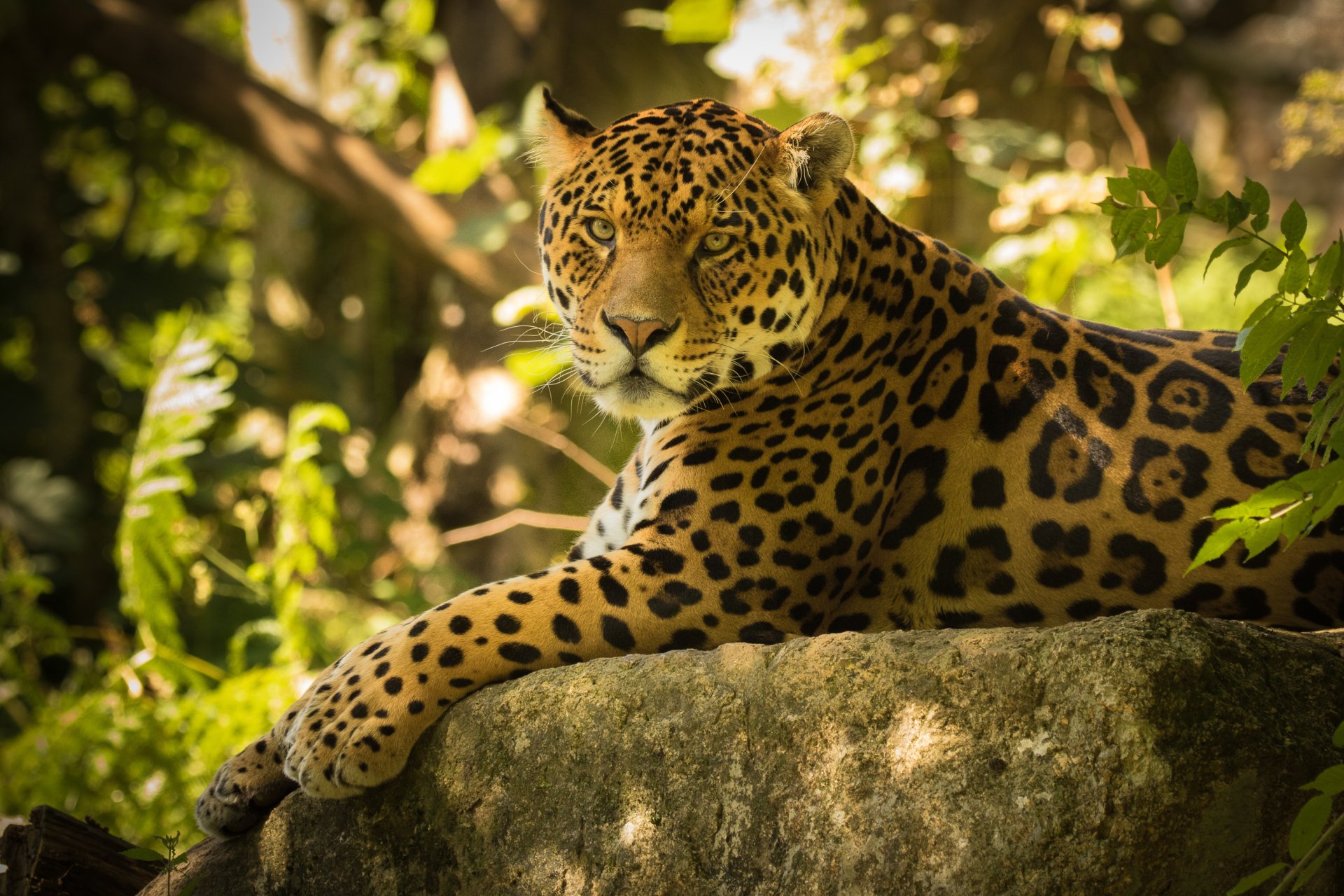 HD desktop wallpaper featuring a majestic jaguar resting on a rock amidst lush green foliage in a natural setting.