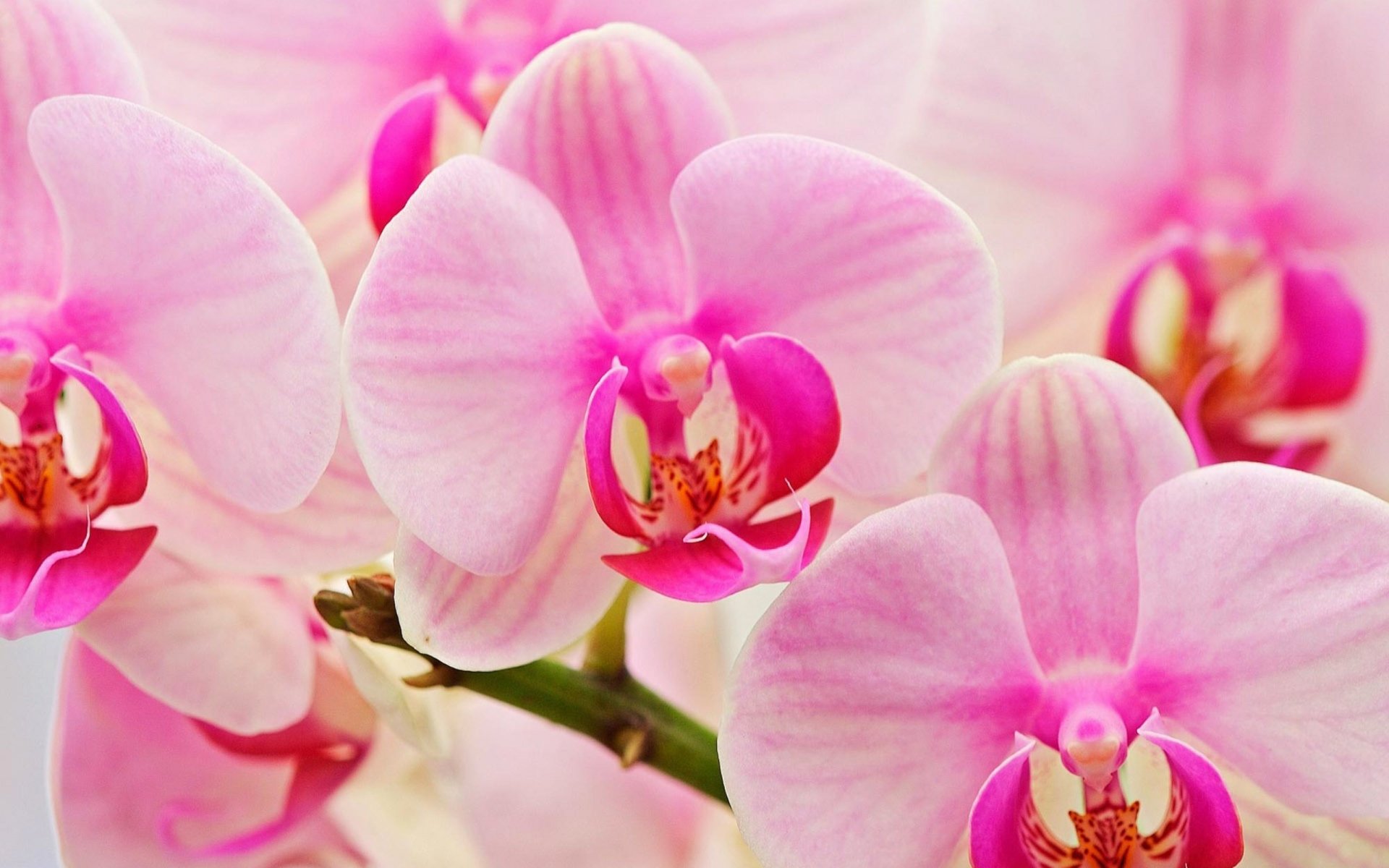 Download Close-up Pink Flower Nature Flower Orchid HD Wallpaper