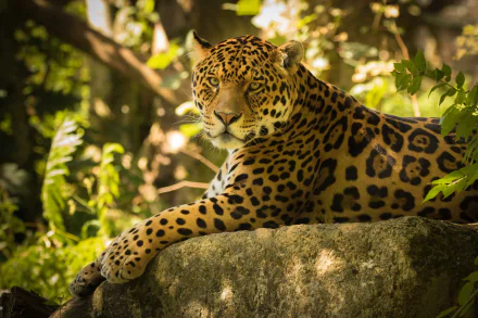 HD desktop wallpaper featuring a majestic jaguar resting on a rock amidst lush green foliage in a natural setting.