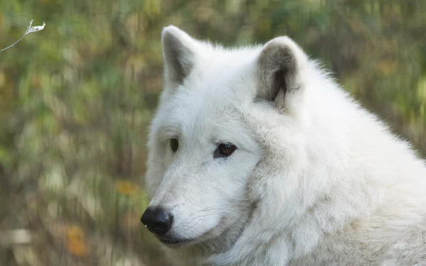 Close-up of a white wolf with soft bokeh background, captured in HD for a stunning animal-themed PC desktop wallpaper.