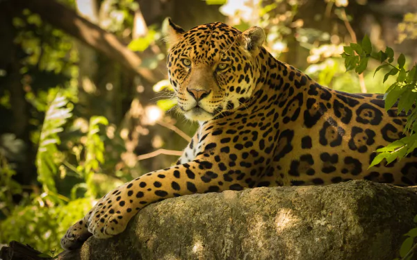 HD desktop wallpaper featuring a majestic jaguar resting on a rock amidst lush green foliage in a natural setting.