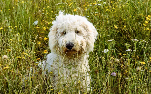 grass goldendoodle Animal dog HD Desktop Wallpaper | Background Image
